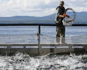 Operatori nell’acquacoltura sostenibile