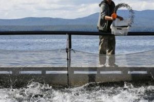 Operatori nell’acquacoltura sostenibile